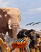 Animales coloring page for children