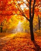 Automne coloring page for children