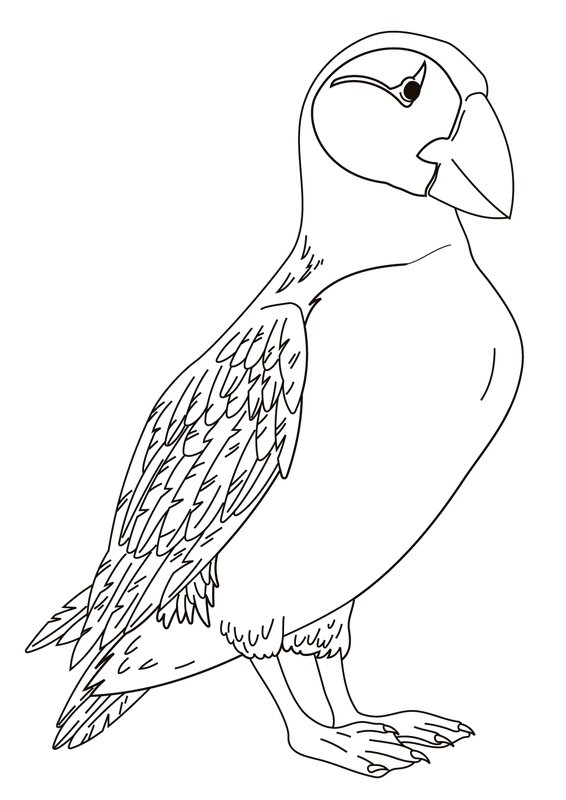 Birds Puffin coloring page for children
