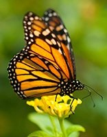 Butterflies coloring page for children