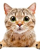 Chats coloring page for children