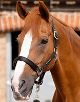 Feuille de coloriage Chevaux