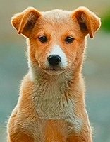 Dogs coloring page for children