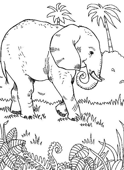 Feuille de coloriage Éléphant traverse la forêt