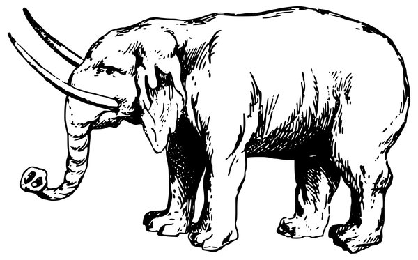 Elefant Mit Langen Stosszahnen coloring page for children