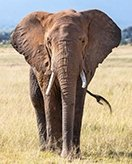 Elephants coloring page for children