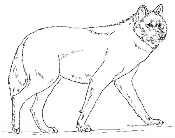 Grote Lopende Wolf coloring page for children