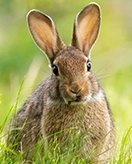 Feuille de coloriage pour enfants