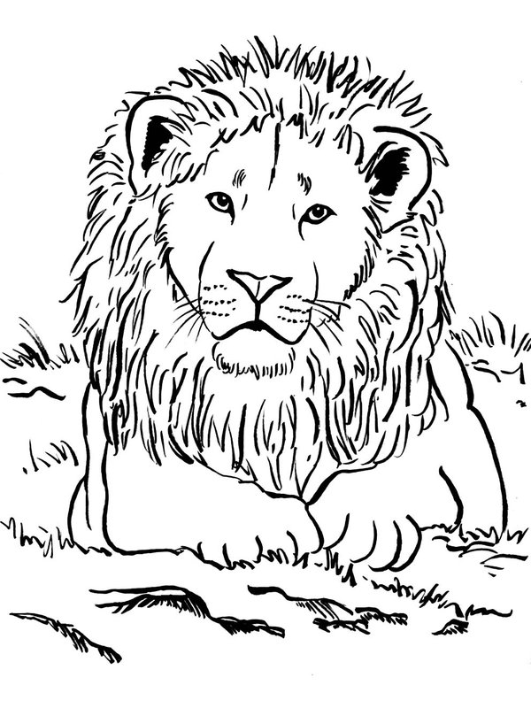 Leeuw Liggend Gras coloring page for children