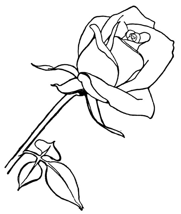 Long Rose coloring page for children