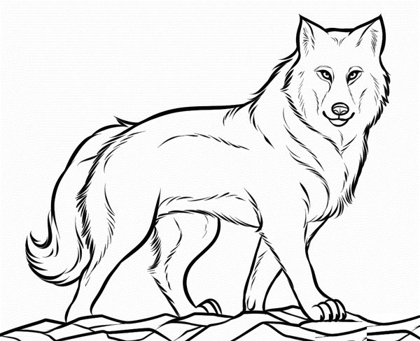 Mooie Trotse Wolf coloring page for children