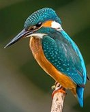 Oiseaux coloring page for children