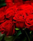 Please provide the Dutch text "Kleurplaat Rosas".  I need the full text to translate it to Spanish.