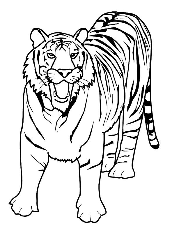 Stehender Tiger coloring page for children
