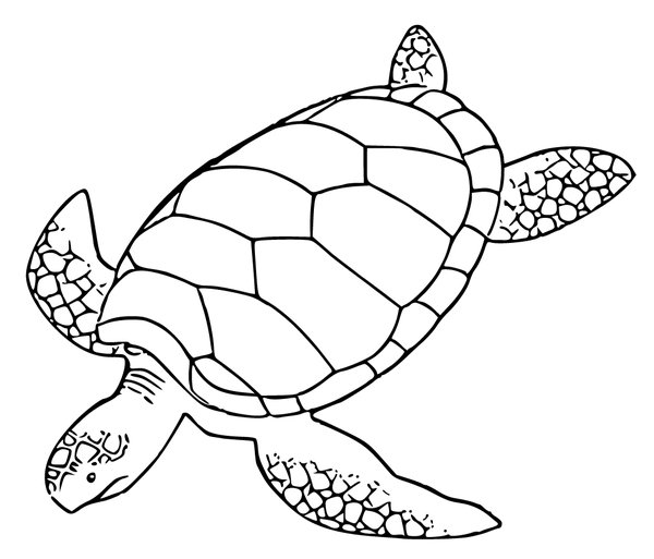 Swimming Turtle coloring page for children