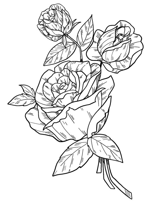 Three Roses Leaves coloring page for children