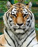 Feuille de coloriage pour enfants