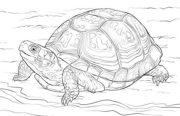 Tortue détaillée coloring page for children
