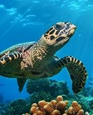 Tortues coloring page for children