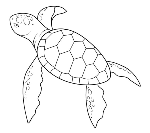 Tortuga Nadadora Simple coloring page for children