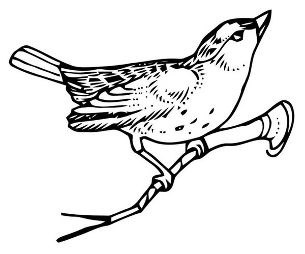 Vogel auf dem Ast coloring page for children