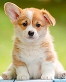 Welpen coloring page for children