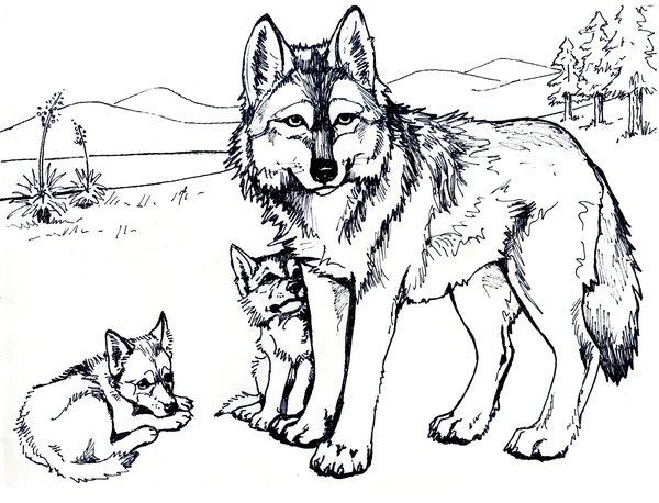 Feuille de coloriage Loup avec deux louveteaux