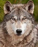 Wolven coloring page for children