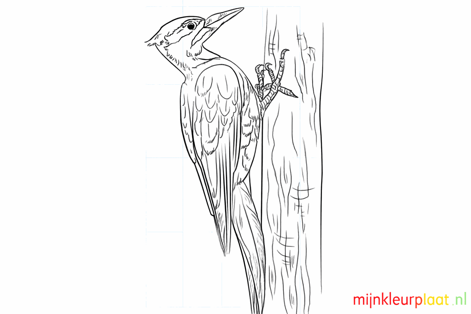 Drawing a cheerful woodpecker in 8 simple steps