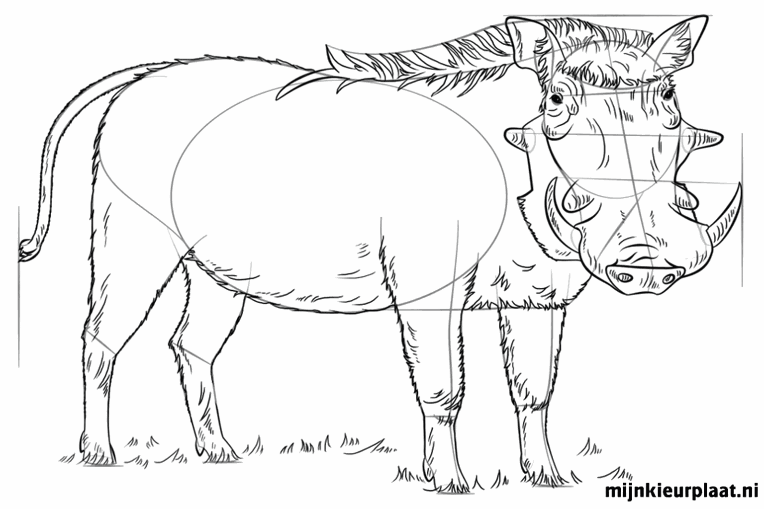 Grote gebogen slagtanden en haren op de rug van het wrattenzwijn.