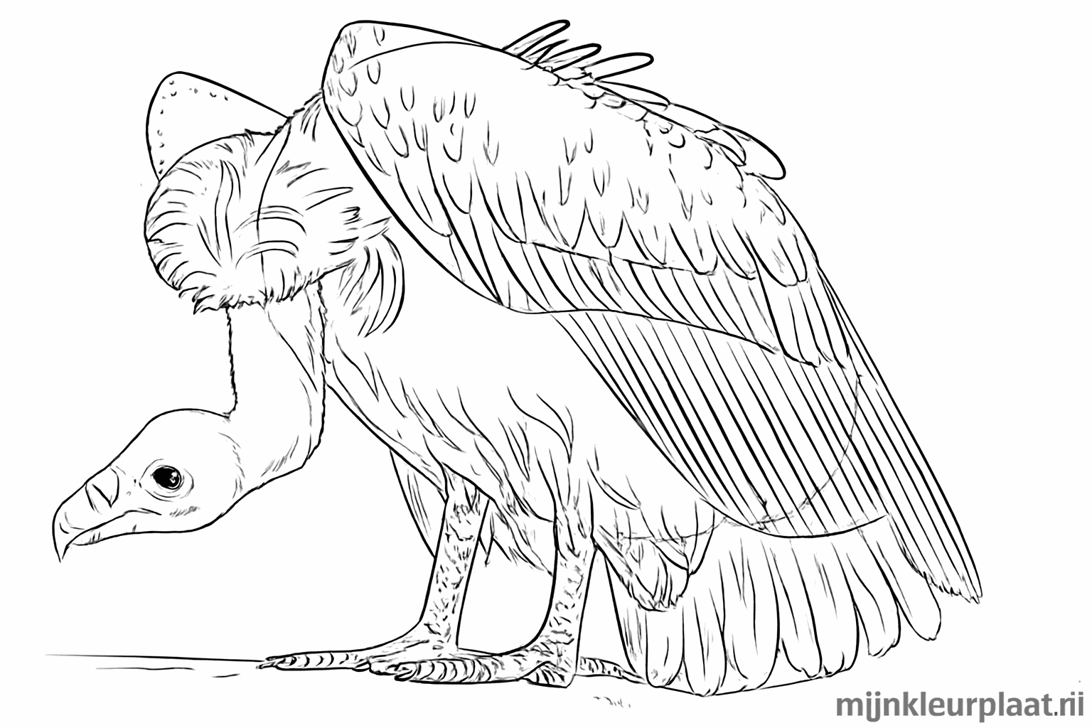 Details of the feathers on the body and the sharp nails on the feet.