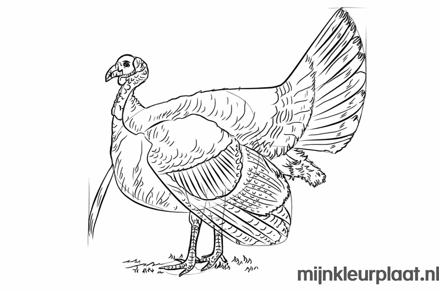 Detailed feathers in the tail fan and on the wing.