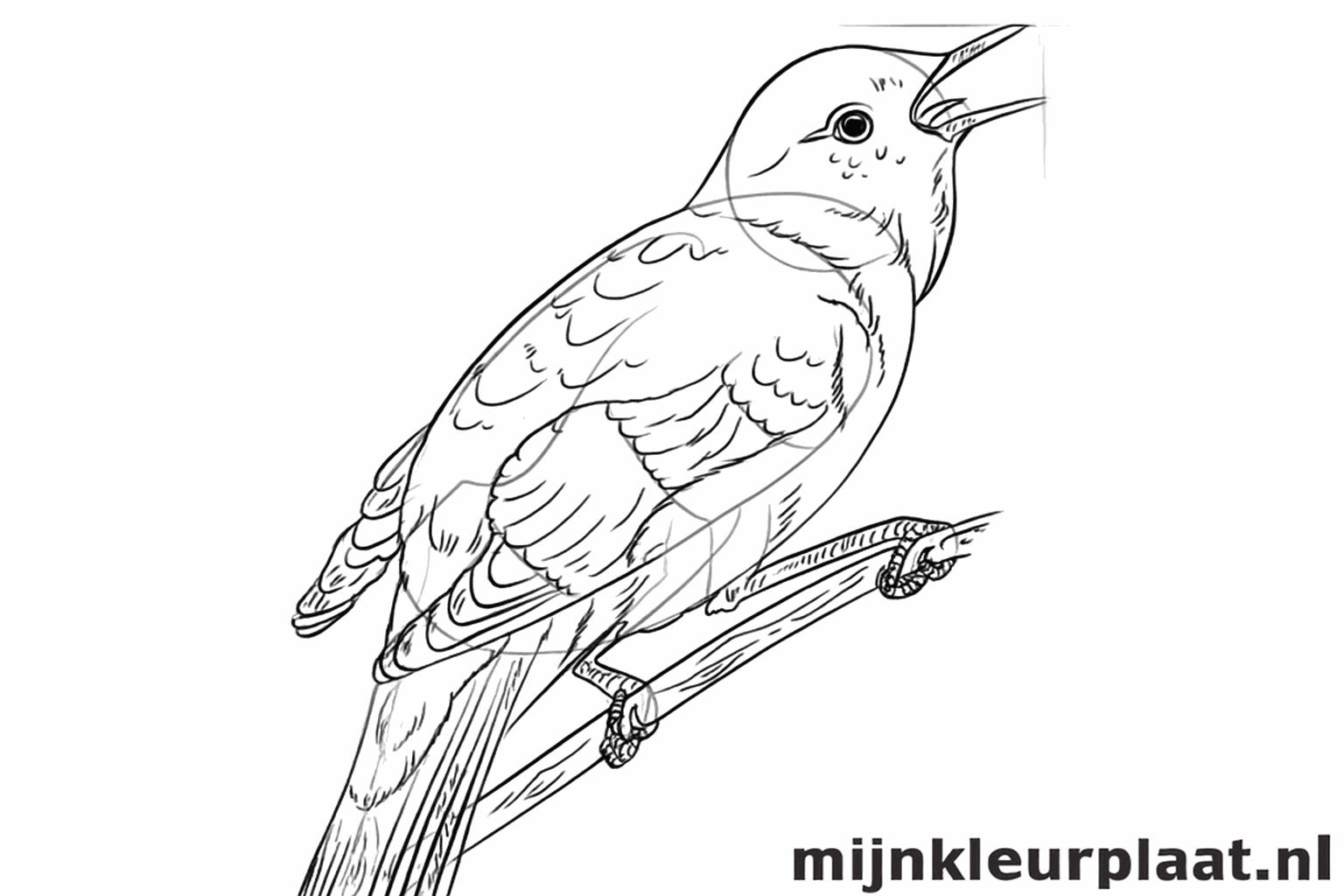 Drawing a bird step 7: Details of feathers on the wing and the structure of the branch.