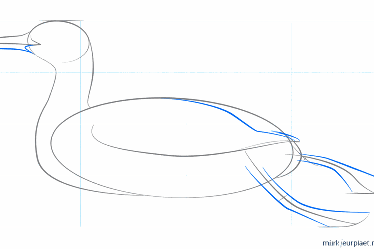 Sketch of the wing on the body and the shape of the beak.