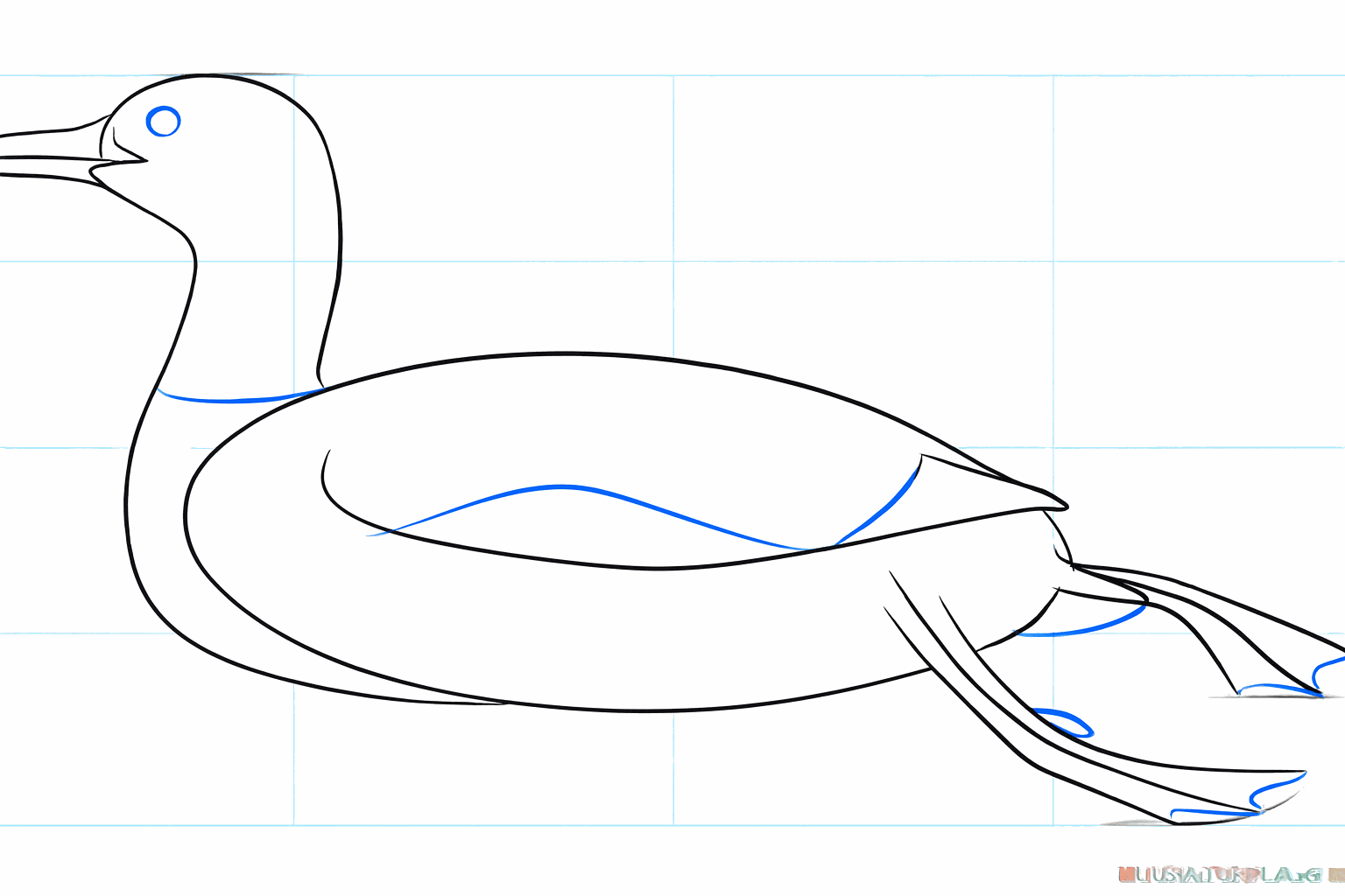 Drawing of the legs under the bird and a sharp beak.