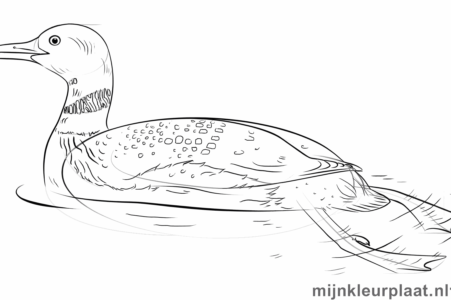 Detailed pattern of feathers and dots on the bird's back.