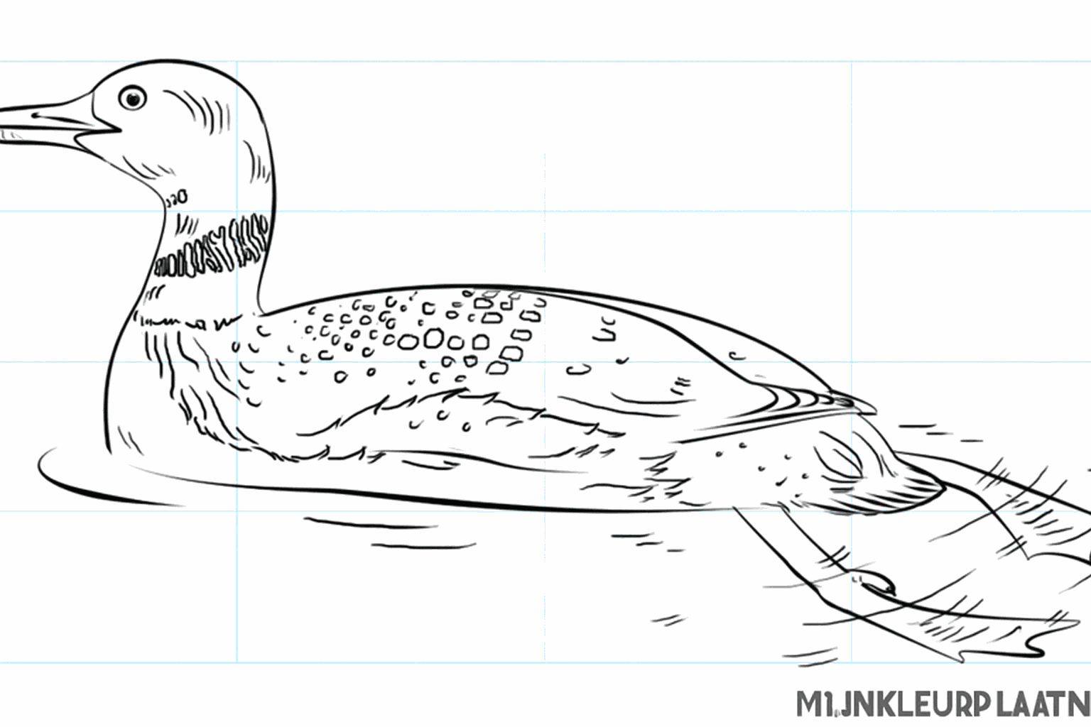 Drawing a beautiful common loon in 8 steps