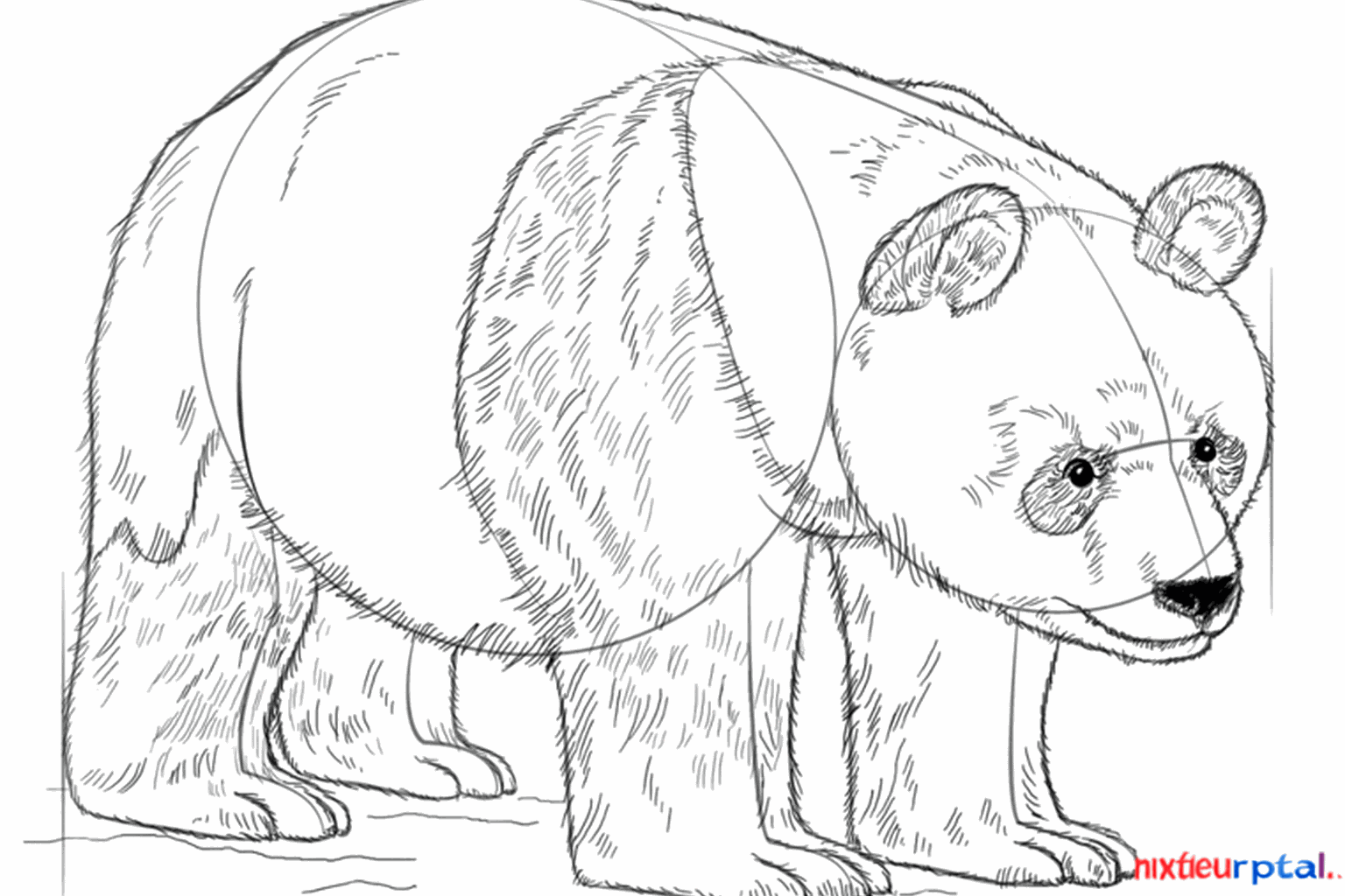 The panda gets its characteristic black eye patches and thicker lines.