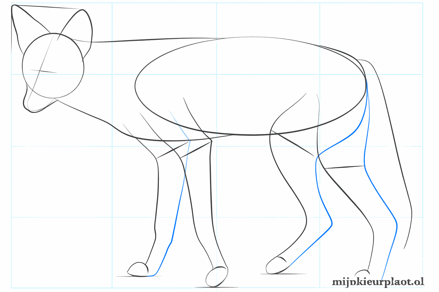 Grote spitse oren en dikkere poten tekenen bij de jakhals.