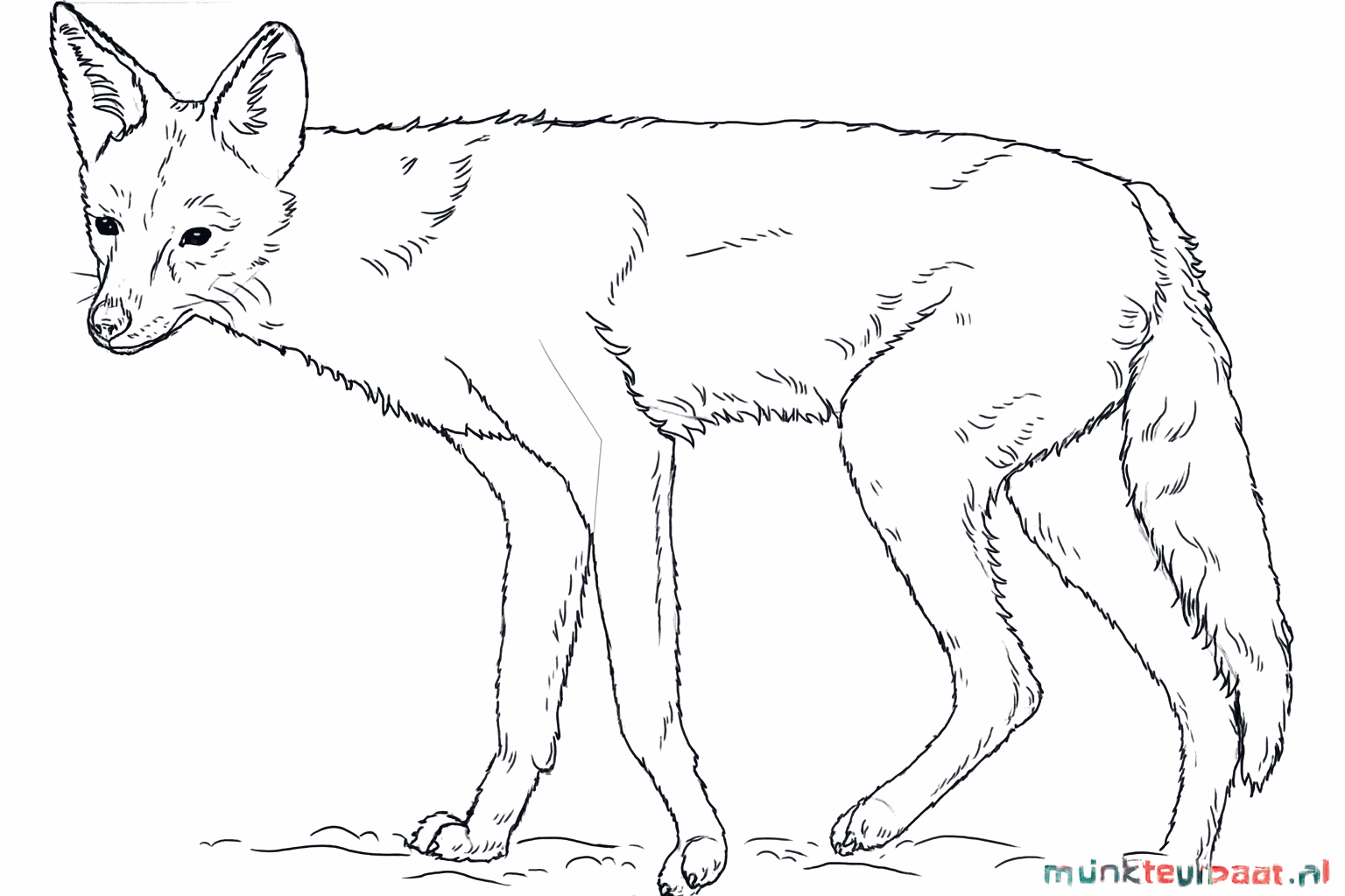 Nagels aan de poten en vachtdetails tekenen op de jakhals.