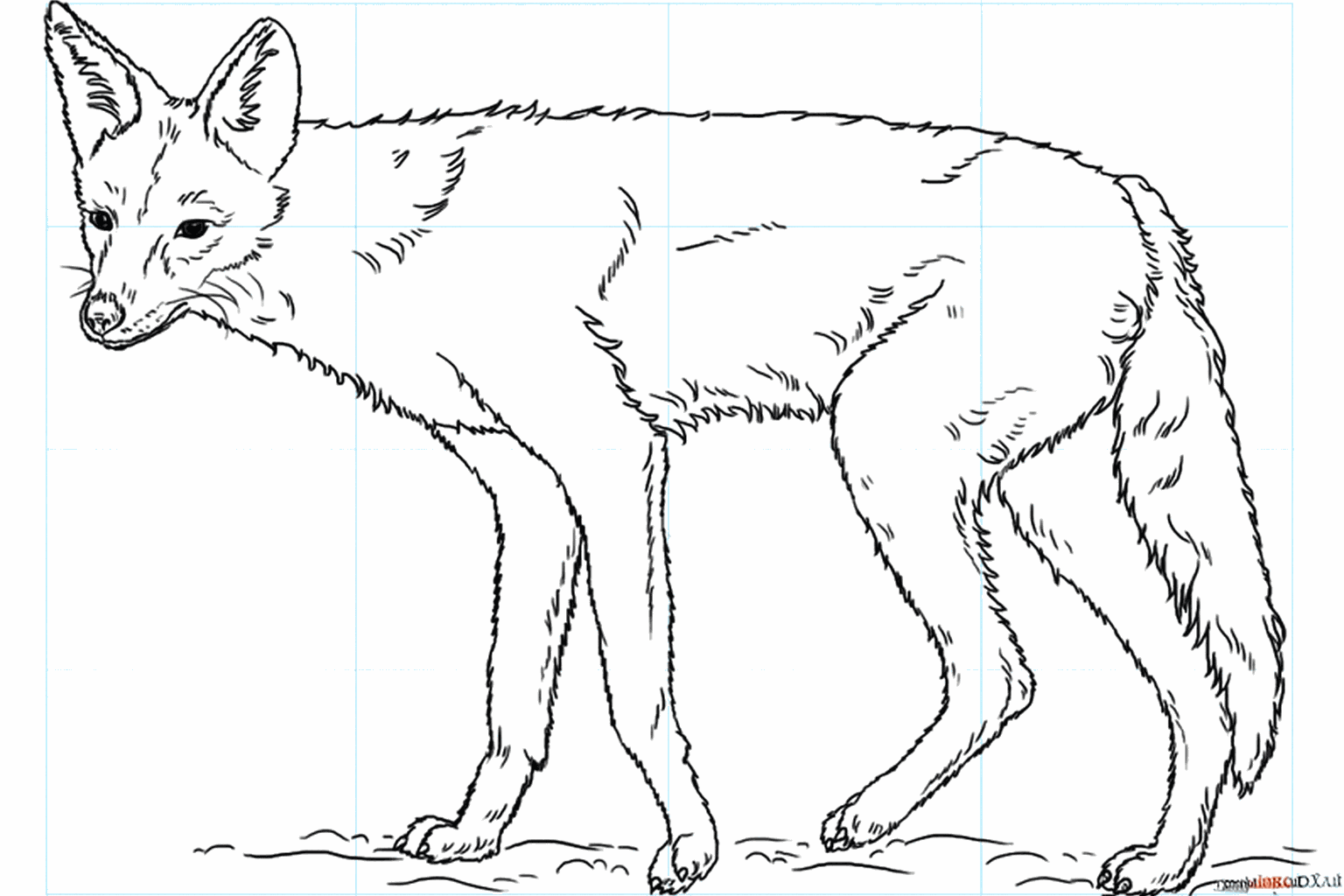 De voltooide tekening van een jakhals met gras onder de poten.