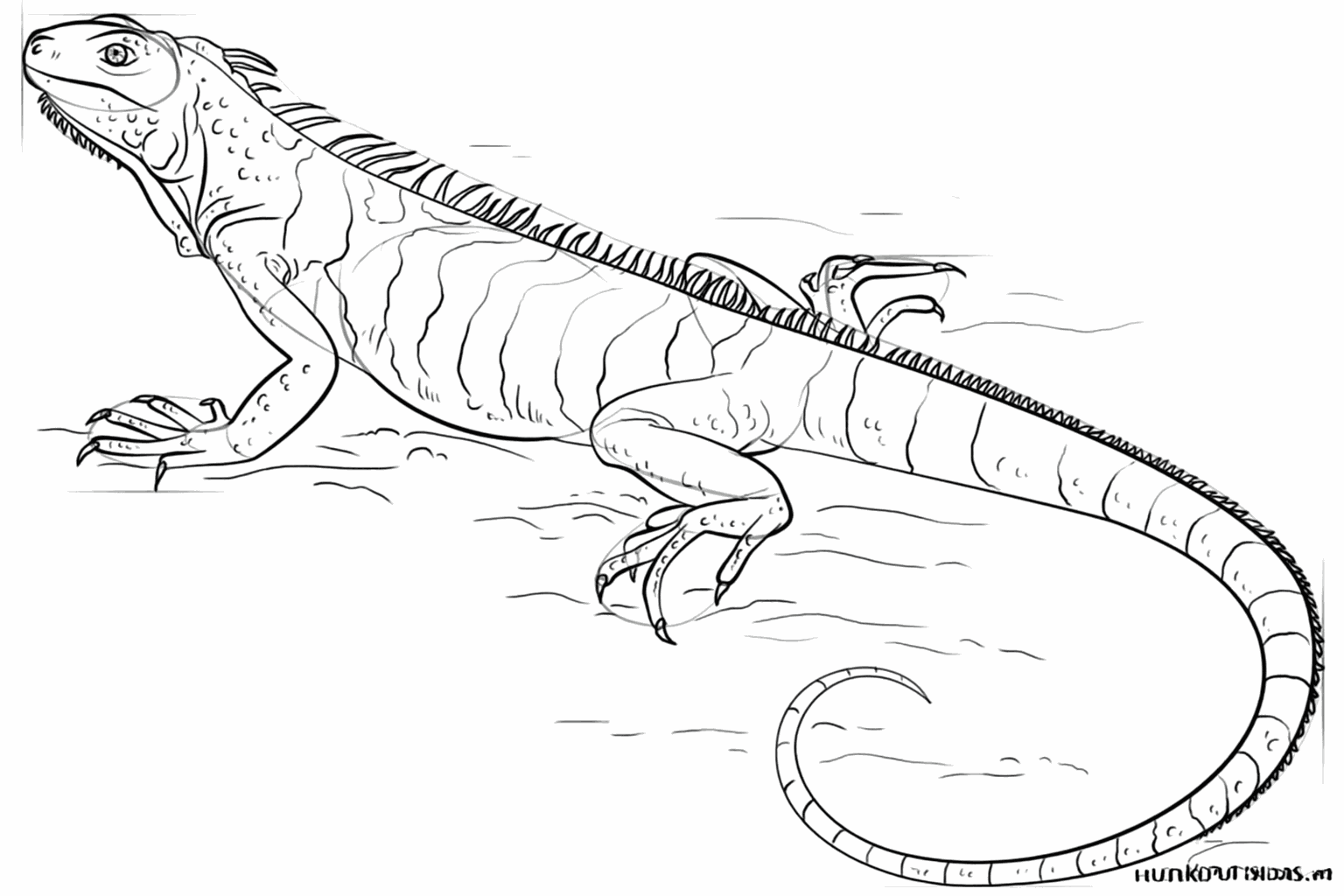 Scherpe nagels en driehoekige stekels op de rug van de leguaan.