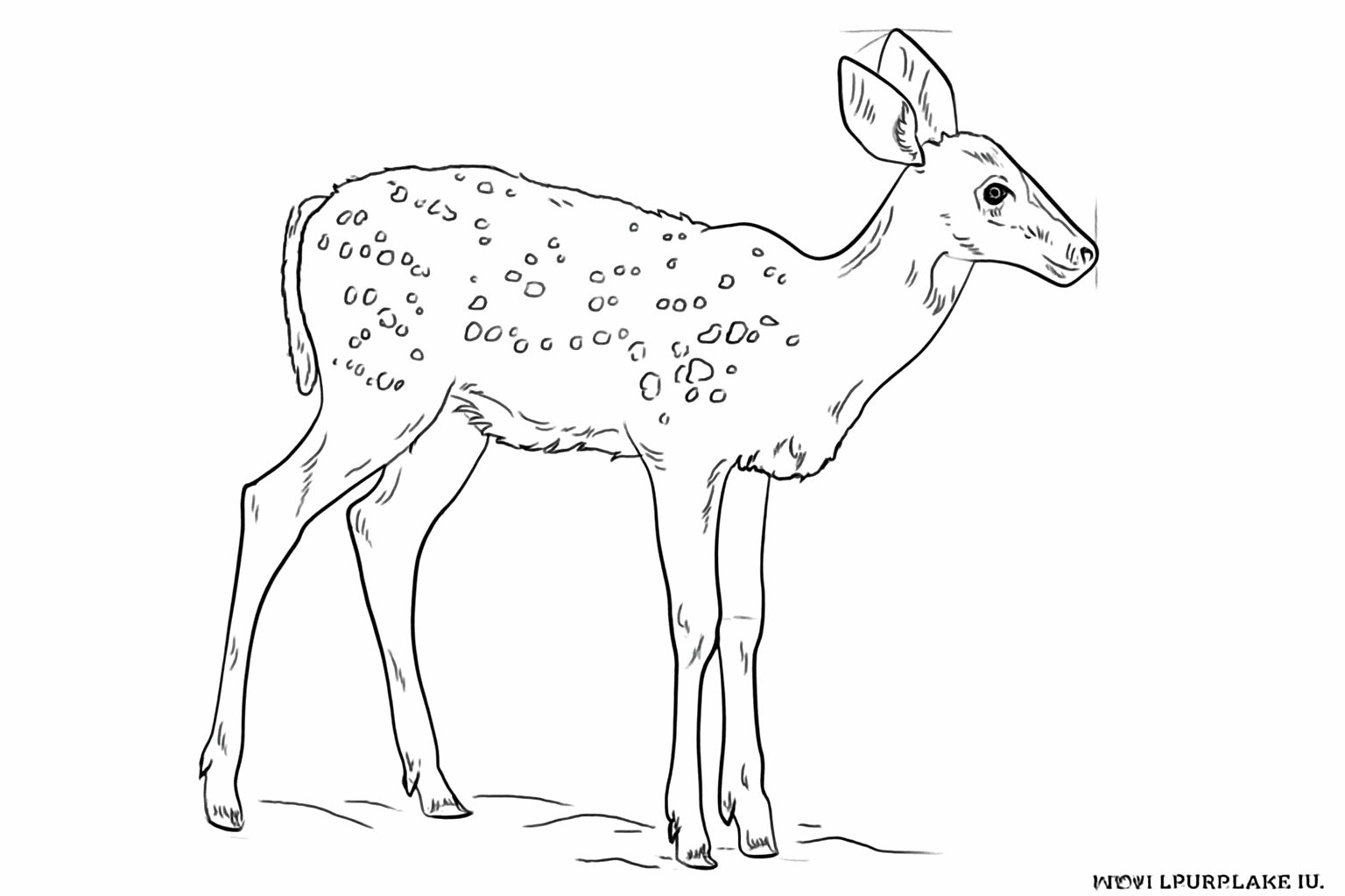 Verfijnen van de staart en het toevoegen van details aan de gewrichten van de poten.