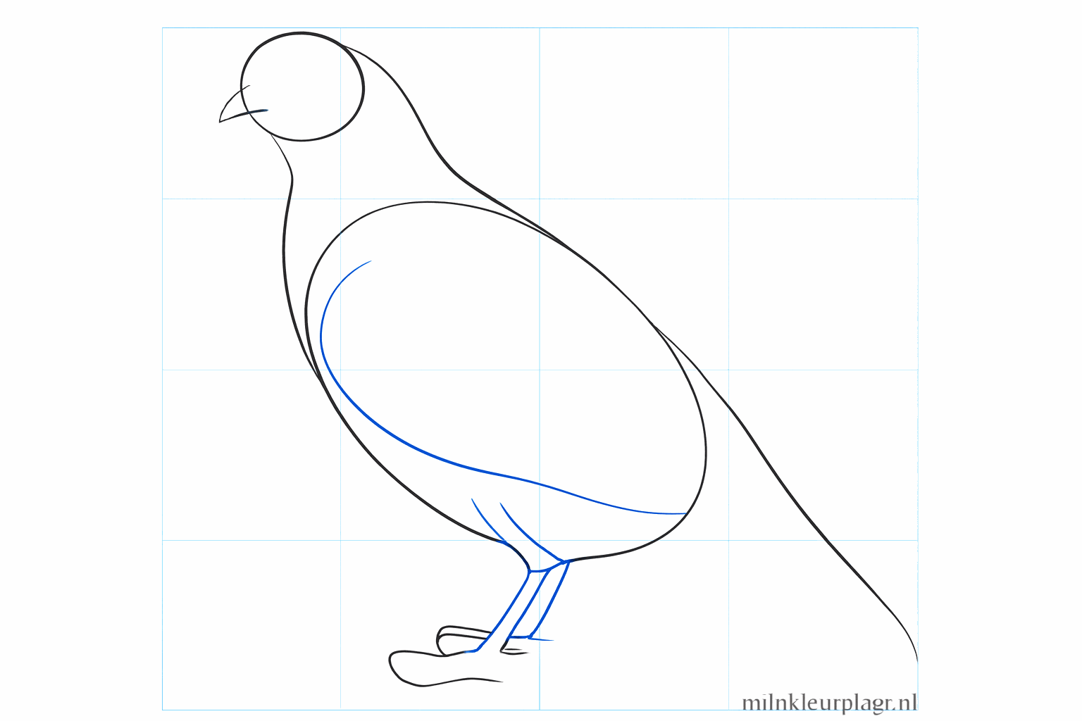 Guide lines for the wing and the legs of the quail.
