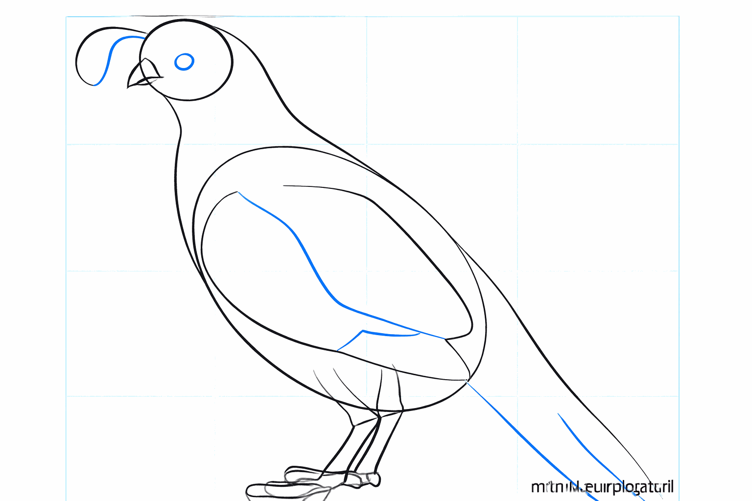 The bird gets a crest on its head and a wide tail.