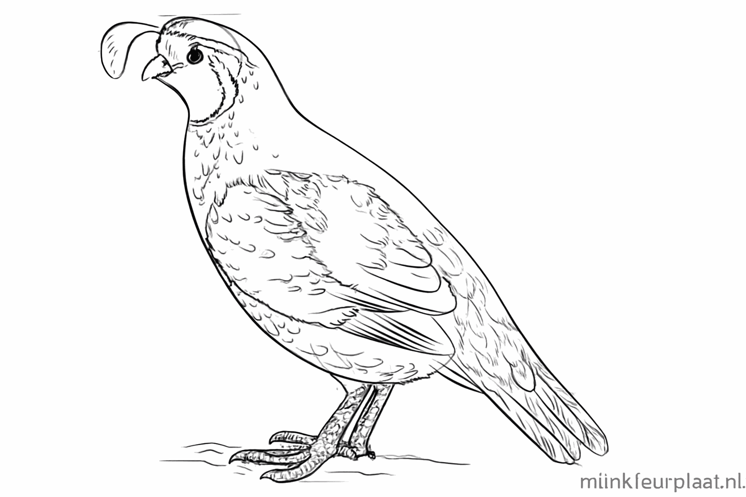 Details of feathers and nails added to the drawing.