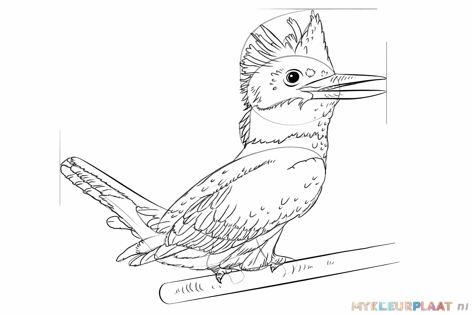 Adding details to the wings and the beak of the kingfisher.