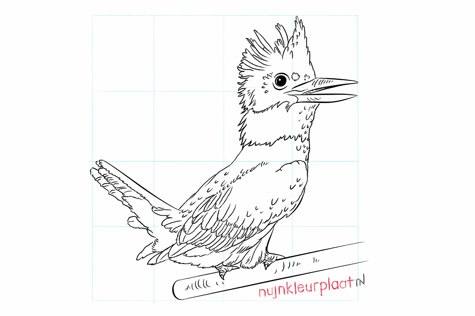 Drawing a kingfisher in 8 steps