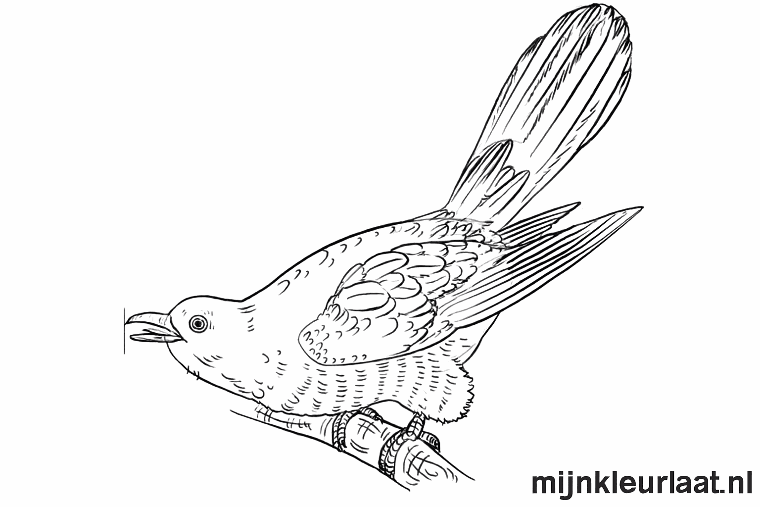 Legs of the cuckoo gripping a tree branch.