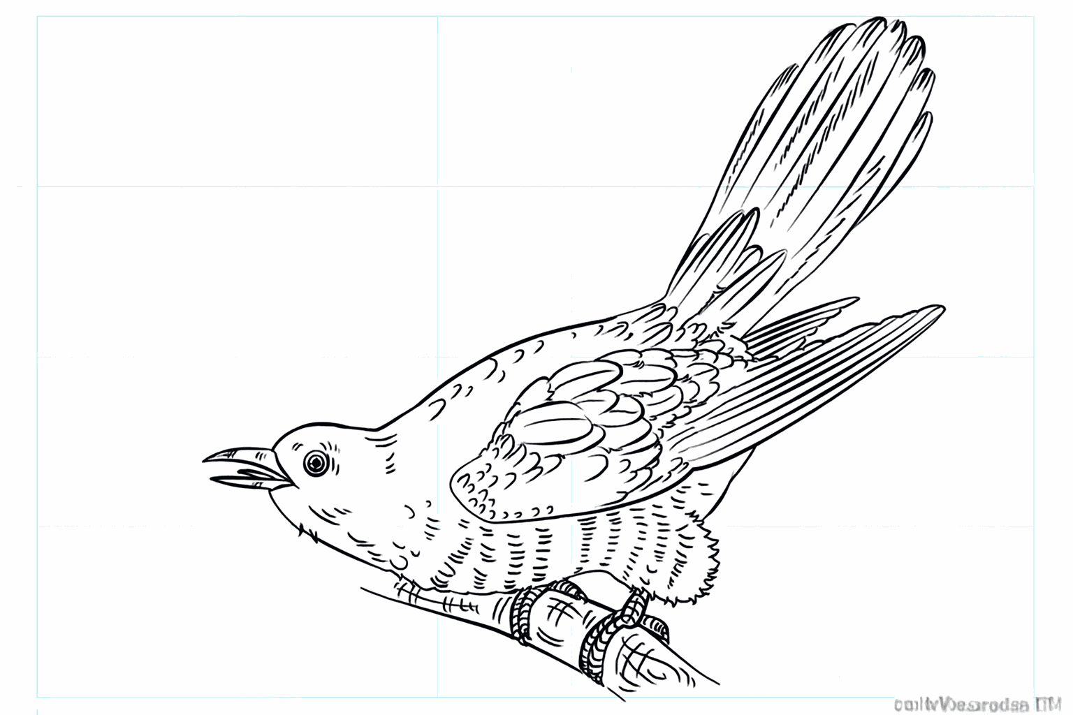 Drawing a cuckoo for children